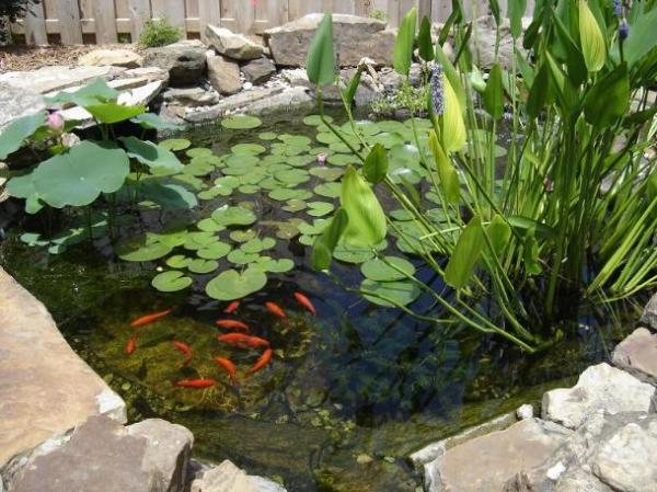 Oasis Acuático: Precauciones y Consejos para Crear un Estanque con Plantas y Peces