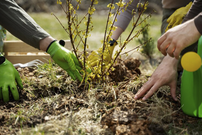 Convierte tu jardín en un oasis sostenible: Cuida la naturaleza en casa