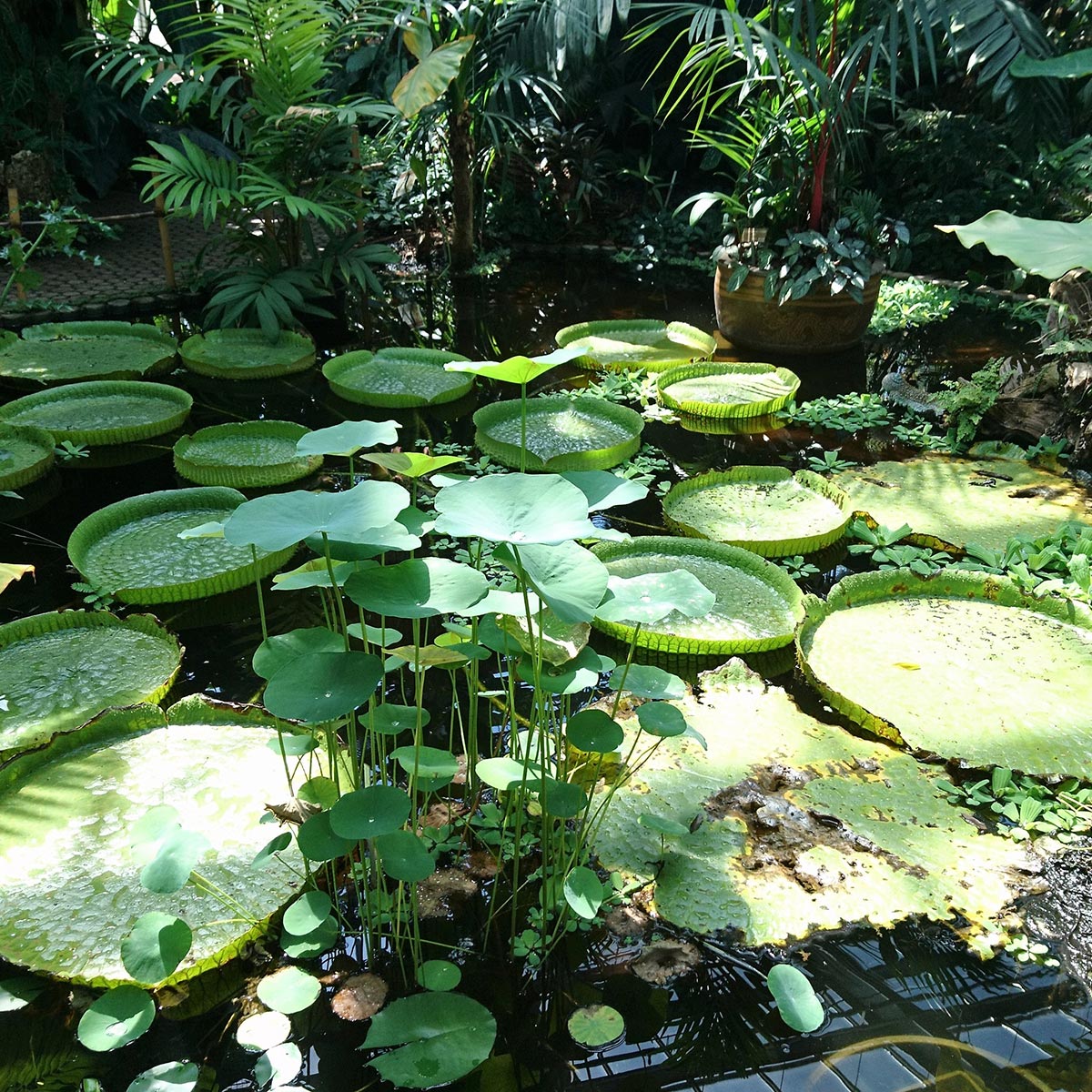 Aprovecha las plantas acuáticas en tu diseño de jardín: consejos eco-friendly