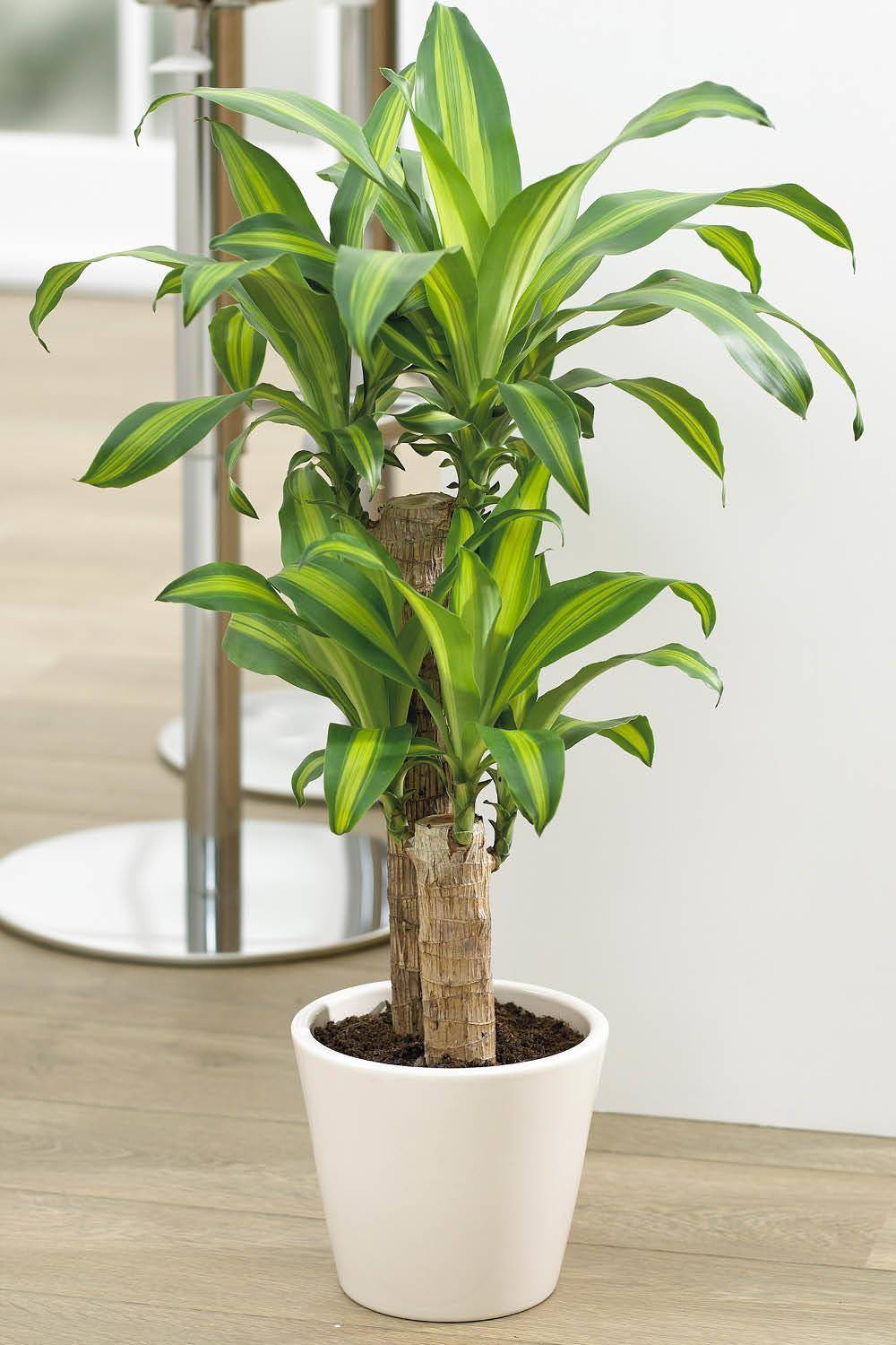 Plantas para cultivar en interiores: crea un oasis verde en tu hogar