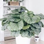 Conviértete en un experto en cuidado de plantas: consejos para plantas de interior sanas y hermosas
