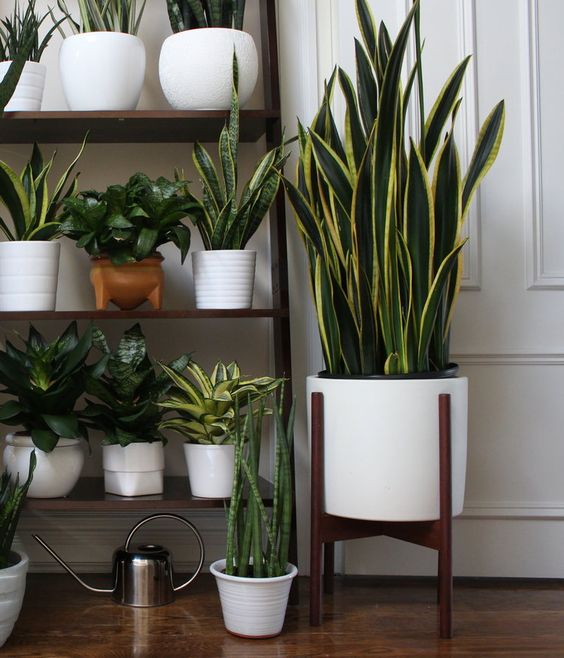 Guía completa de plantas fáciles de cuidar para principiantes: ¡Triunfa en tu jardín!