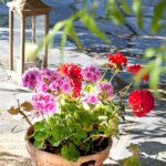 Plantas para cultivar en un jardín: crea un oasis natural en tu hogar