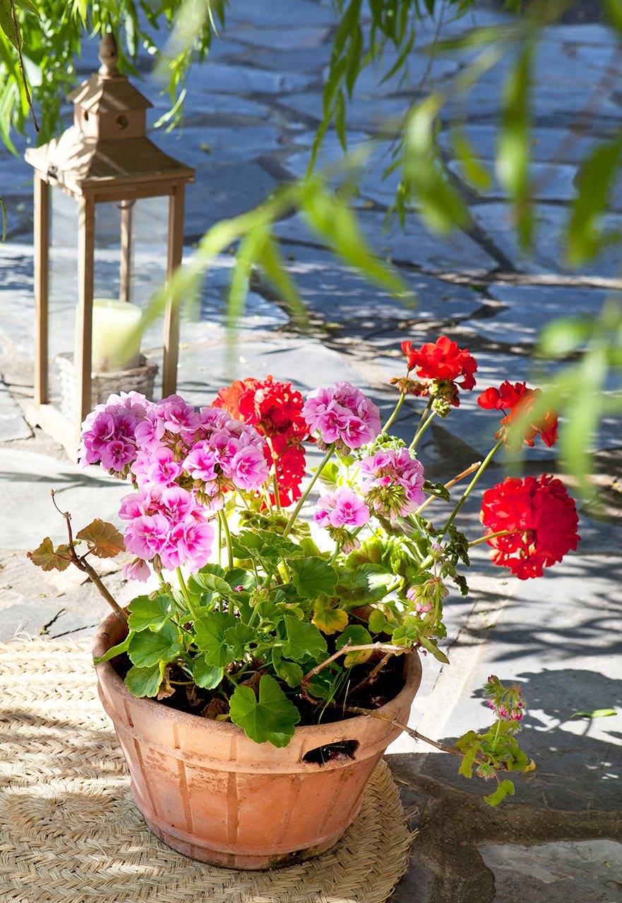 Plantas para cultivar en un jardín: crea un oasis natural en tu hogar