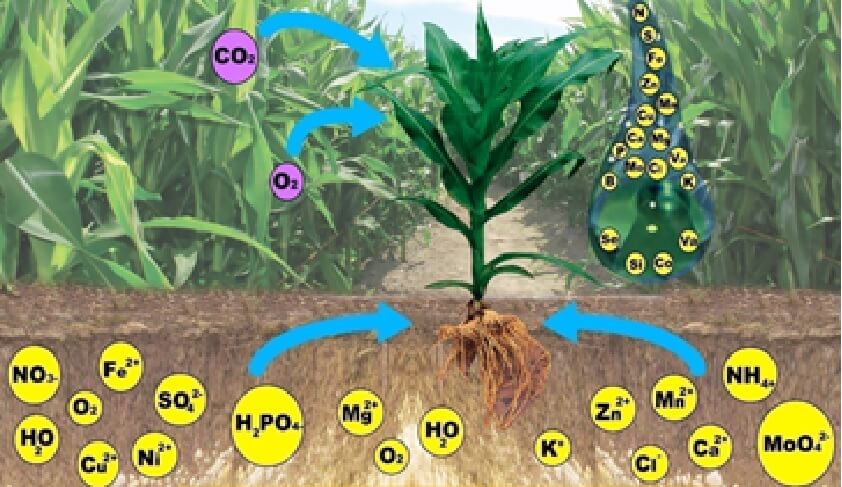 Plantas resistentes: Tus heroínas jardínicas contra plagas y enfermedades