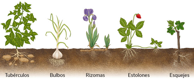 Propagación de bulbos y tubérculos: Cómo hacer prosperar tus plantas con las variedades adecuadas