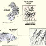 Soluciona los problemas de salud en peces de estanque de forma eficaz