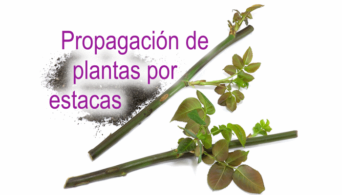 Domina la propagación por estacas y cuida tus plantas como un experto