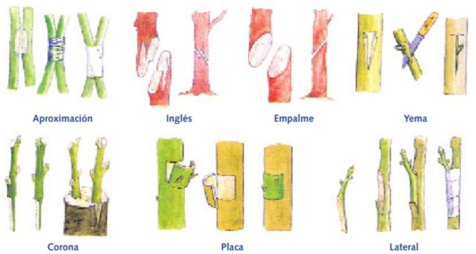 Descubre la propagación por injertos: todo lo que debes saber